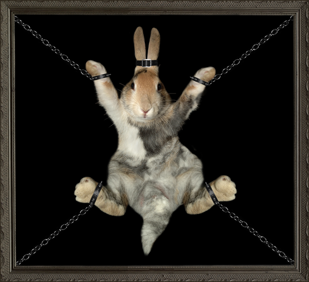 bondage-bunny.jpg
